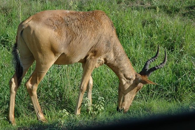 4-Day Kidepo Valley National Park Flight Safari (Luxury) - Day Four: A Leisurely Morning and the Flight Back