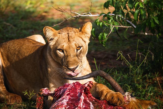 4-Day Kidepo Valley National Park Flight Safari (Luxury) - Apoka Lodge and the Luxury Trade-Off