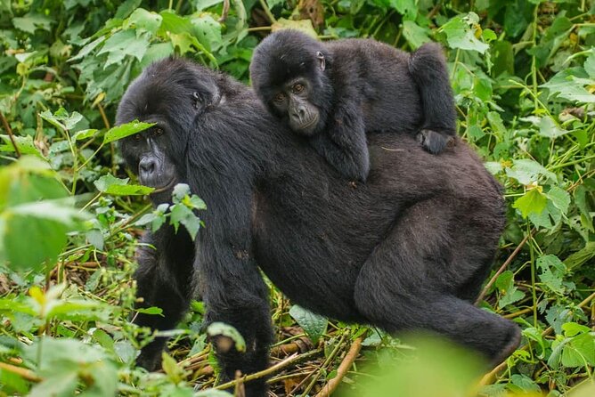 4-Day Private Tour in Bwindi Forest National Park - The long road from Entebbe to Bwindi