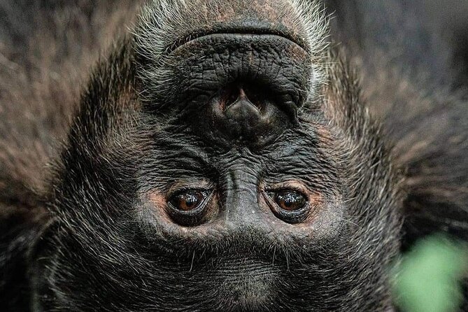 4-Day Private Tour in Bwindi Forest National Park - Day three brings Bwindi’s human side forward