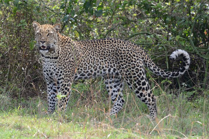 4-Day QENP, Gorillas in Bwindi and Lake Bunyonyi relaxation - Day 4: Final game drive and return to Kampala