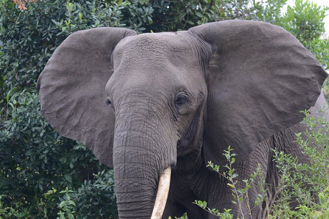 4-Day QENP, Gorillas in Bwindi and Lake Bunyonyi relaxation - What the $4,770 price includes