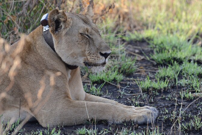 4-Day QENP, Gorillas in Bwindi and Lake Bunyonyi relaxation - Day 2: Game drive and Kazinga Channel cruise