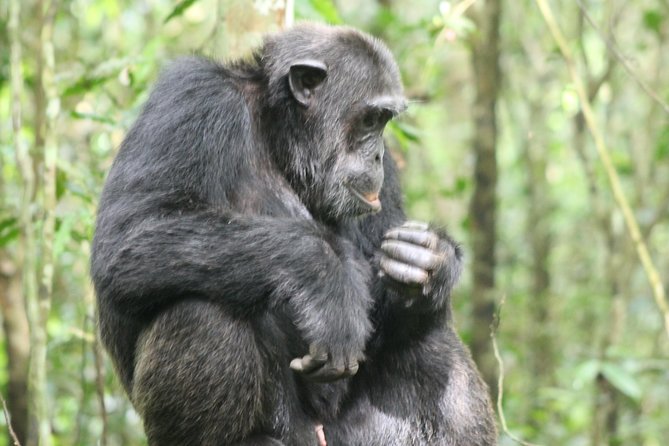 4-Day Uganda Gorilla Trekking and Wildlife Safari - Day 1: From the Equator to Queen Elizabeth National Park