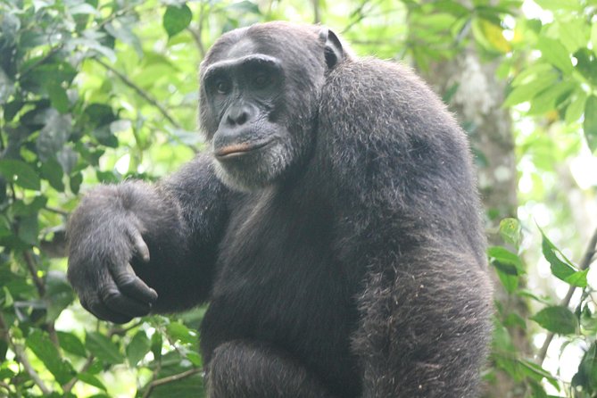 4-Day Uganda Gorilla Trekking and Wildlife Safari - Day 2: Kasenyi Tracks and the route to Bwindi