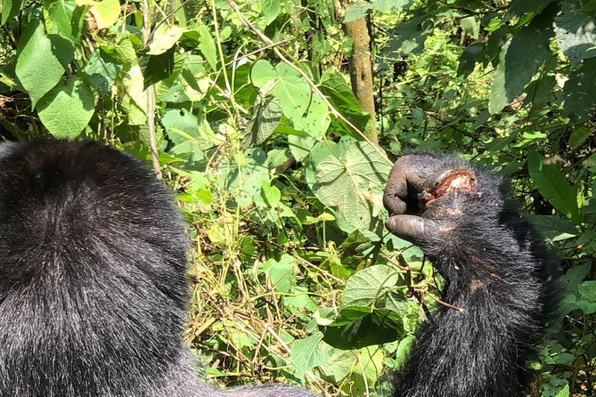 4 Day Uganda Gorilla Trekking Safari with Lake Bunyonyi - Day two: the Bwindi gorilla trek