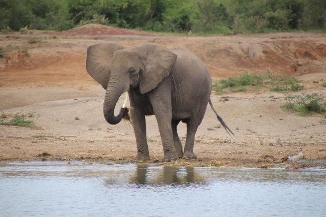 4 Day Uganda Gorilla Trekking Safari with Lake Bunyonyi - Day four: a long transfer to Entebbe or Kampala