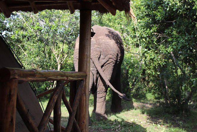 4 Day Uganda Gorilla Trekking Safari with Lake Bunyonyi - What the price includes, and what it does not