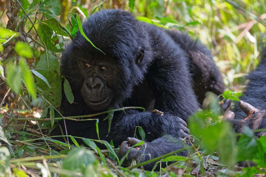 4-Day Uganda Safari with Gorillas starting from Kigali - Key points to know before booking