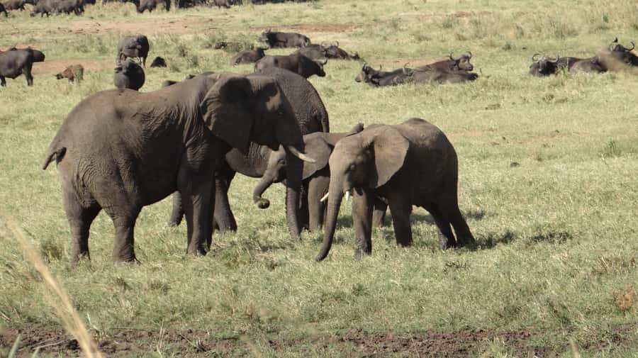 4-Day Uganda Safari with Gorillas starting from Kigali - Starting in Kigali and crossing into Uganda