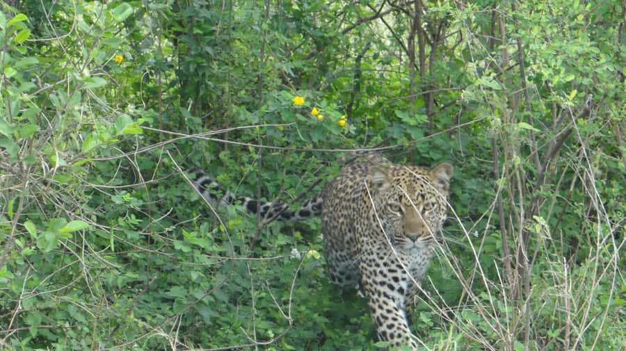 4-Day Uganda Safari with Gorillas starting from Kigali - Gorilla trekking in Bwindi