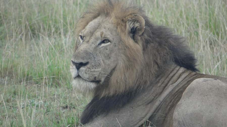 4-Day Uganda Safari with Gorillas starting from Kigali - The Kazinga Channel cruise