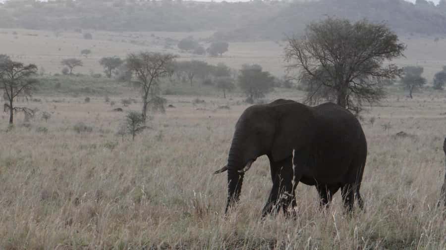4-Day Uganda Safari with Gorillas starting from Kigali - What the $1,000 package really buys