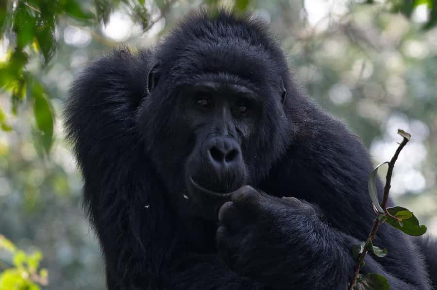 4-Day Uganda Safari with Gorillas starting from Kigali - Arriving near Bwindi before the gorilla day