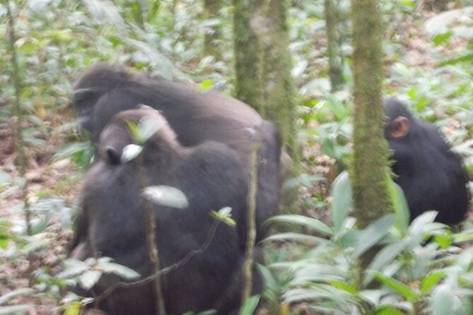 4 Days Gorilla and Chimps trek safari - Why combine Bwindi gorillas with Kibale chimps?