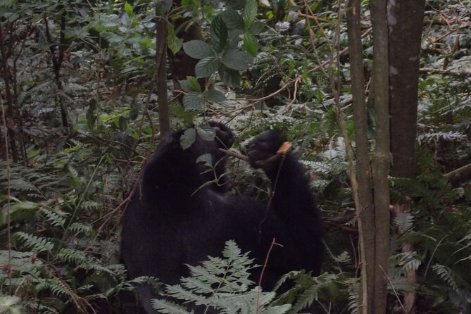 4 Days Gorilla and Chimps trek safari - Day 3: Fort Portal, the Mountains of the Moon, and Bigodi Swamp