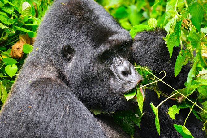 4 Days Gorilla tracking Tour in Uganda - Day 1: Kigali, a difficult history lesson, and the Katuna crossing