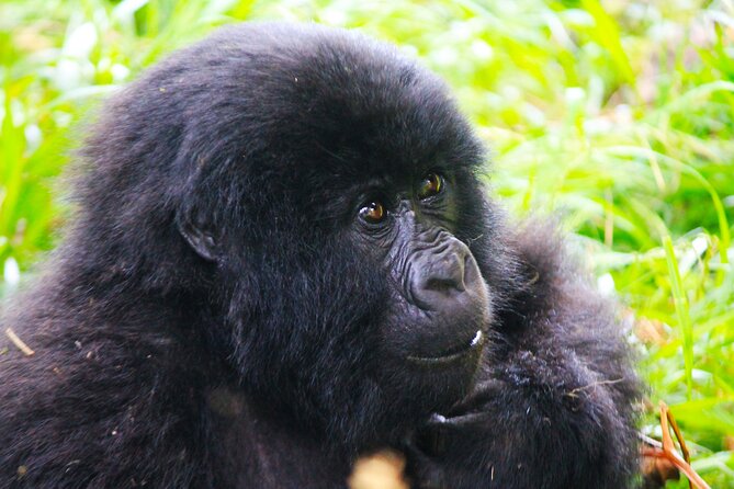 4 Days Gorilla tracking Tour in Uganda - Day 3: Boat time and the islands of Lake Bunyonyi