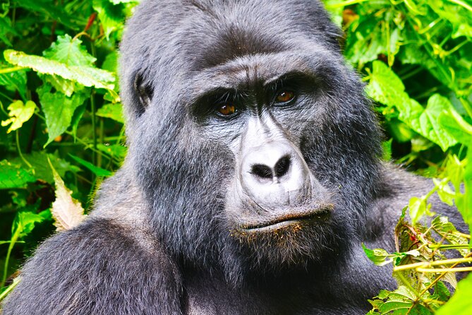 4 Days Gorilla tracking Tour in Uganda - Who will enjoy this tour most