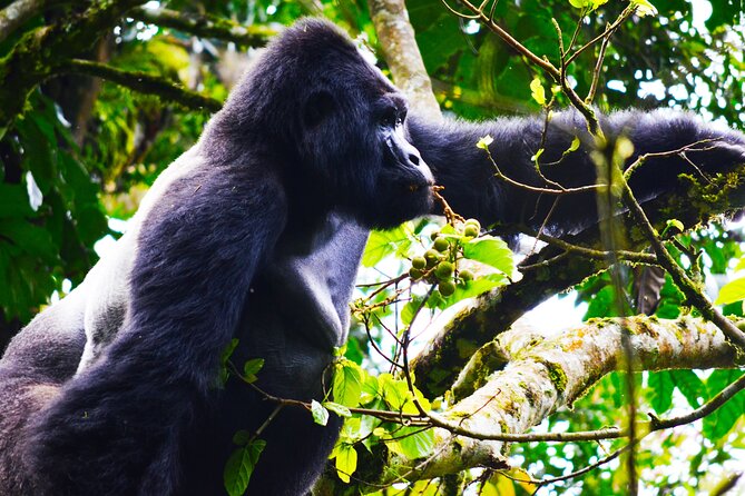 4 Days Gorilla tracking Tour in Uganda - Day 2: The long walk into Bwindi’s gorilla forest
