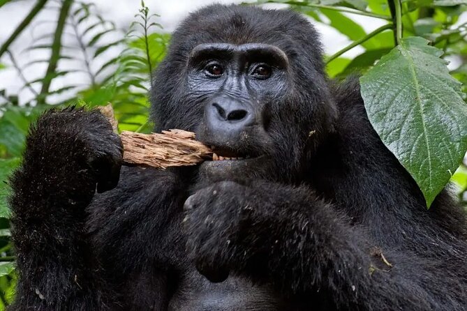 4 Days Uganda Gorilla and Wildlife Tour - Key points at a glance