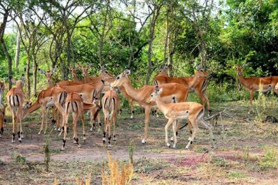 4 Days Uganda Gorilla and Wildlife Tour