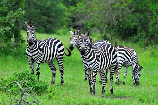 4 Days Uganda Gorilla and Wildlife Tour - Day 4: Coffee, a walking safari, and the Equator