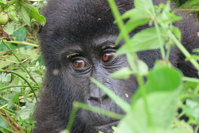 5-Day Bwindi Gorilla and Chimpanzee Trekking Safari in Uganda - Day 1: Kampala to Bigodi Wetlands and Kibale Forest