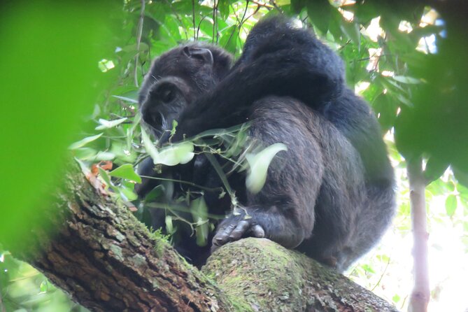 5-Day Bwindi Gorilla and Chimpanzee Trekking Safari in Uganda - Lake Bunyonyi adds a peaceful finish