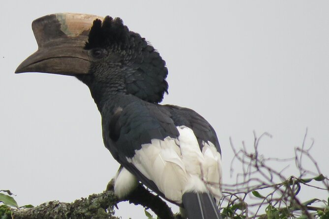 5-Day Bwindi Gorilla and Chimpanzee Trekking Safari in Uganda - Kigali can be the smarter ending