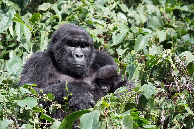 5 Day Gorillas and White Water Rafting Uganda Safari Adventure - Why this Uganda combination works