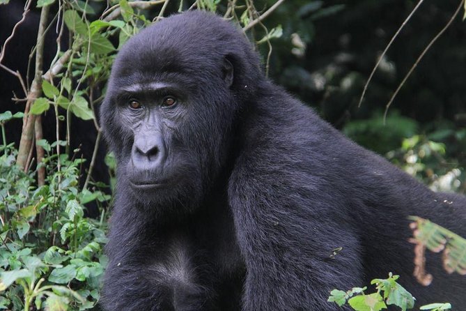 5 Day Gorillas and White Water Rafting Uganda Safari Adventure - What the $2,740 price gives you