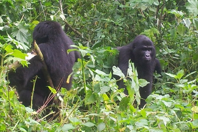 5 Day Gorillas and White Water Rafting Uganda Safari Adventure - Day one: Entebbe arrival and Kampala