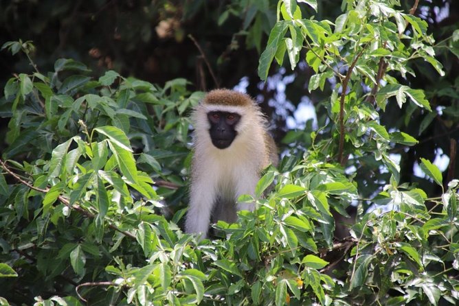 5 Day Gorillas, Wildlife and Kalinzu Forest Chimp Trek - Day 2: The main event in Bwindi Impenetrable Forest