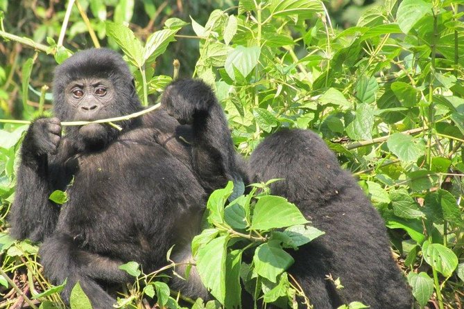 5 Day Gorillas, Wildlife and Kalinzu Forest Chimp Trek - Day 3: Leaving Bwindi for Queen Elizabeth National Park
