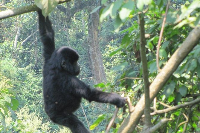 5 Day Gorillas, Wildlife and Kalinzu Forest Chimp Trek - Guides, organization, and the driving question