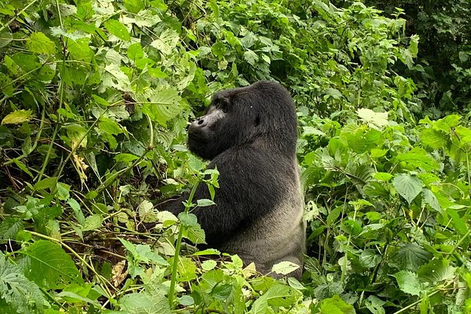 5 Day Gorillas, Wildlife and Kalinzu Forest Chimp Trek - Day 1: From Entebbe to Bwindi, with the Equator on the way