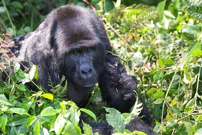 5-Day Pearl of Africa Chimps and Gorilla Trekking Safari - What makes this safari worth considering