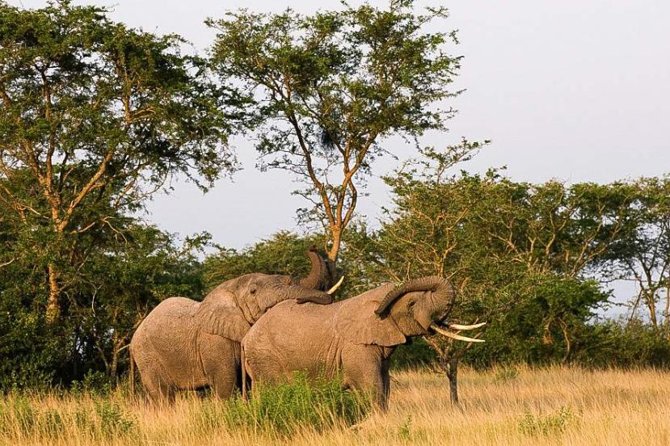 5-Day Pearl of Africa Chimps and Gorilla Trekking Safari - From Entebbe to Queen Elizabeth National Park