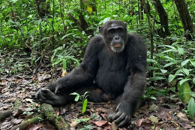 5 days best wildlife experience in Uganda - Why this route works so well in five days