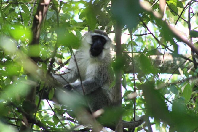 5 days best wildlife experience in Uganda - Bigodi Wetlands: birds, boardwalks, and local conservation