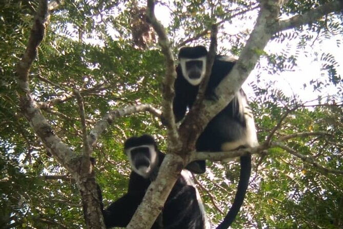 5 days best wildlife experience in Uganda - Day 2: Chimpanzee trekking at Kanyanchu