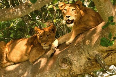 5 Days Bwindi gorilla trekking and Queen Elizabeth safari