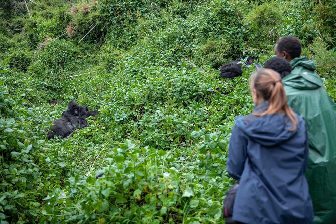 5 Days Gorilla and Chimpanzee Trekking in Uganda - Key things to know before booking