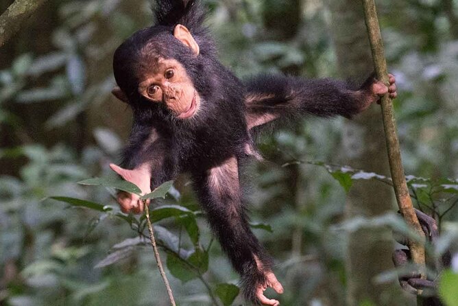 5 Days Gorilla and Chimpanzee Trekking in Uganda - What the $2,350 price really covers