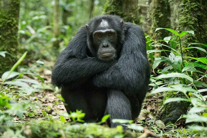 5 Days Gorilla and Chimpanzee Trekking in Uganda - Fitness, timing, and who should choose it