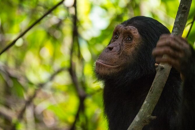 5 Days Gorilla and Chimpanzee Trekking in Uganda - Day 1: Kampala to Kibale through Fort Portal