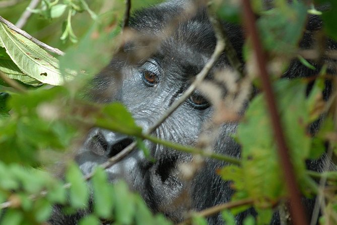 5 Days Gorilla Safari Uganda - Three nights above Bwindi at Nkuringo
