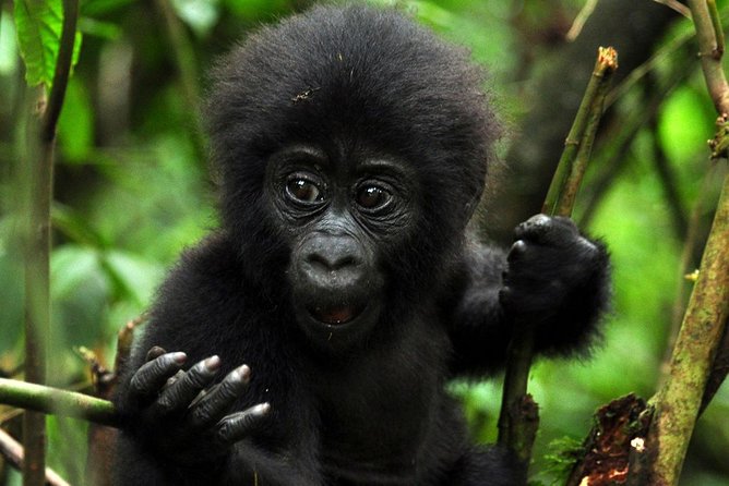 5 days gorilla & Wildlife safari in Uganda - What the $2,228.72 price really covers