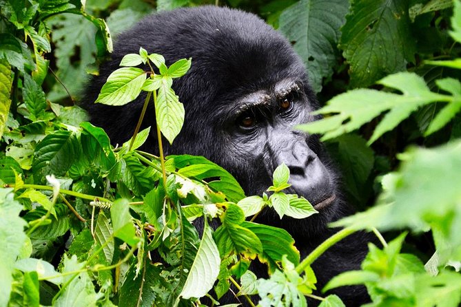 5 days gorilla & Wildlife safari in Uganda - Day 3: Ishasha and Queen Elizabeth National Park